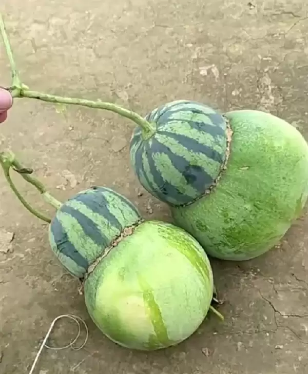 女子在瓜地发现“东西瓜”:它妈是西瓜 它爸是冬瓜 网友好奇里面长啥样