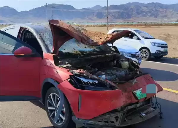 男子自驾游撞死8匹马 司机:辅助驾驶开的 车辆只有交强险