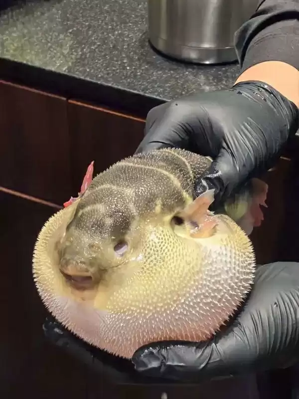 全身都是肉还没有肌间刺 蛇为何进化到如此适合人类食用