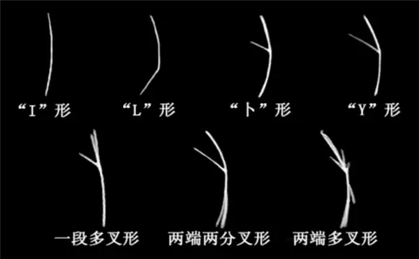 全身都是肉还没有肌间刺 蛇为何进化到如此适合人类食用