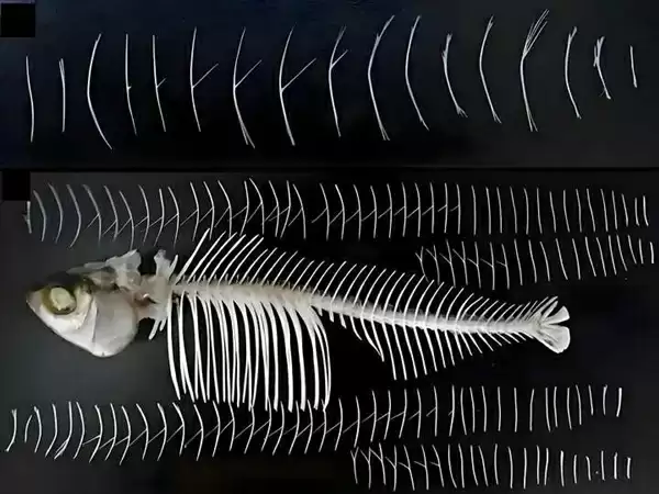 全身都是肉还没有肌间刺 蛇为何进化到如此适合人类食用