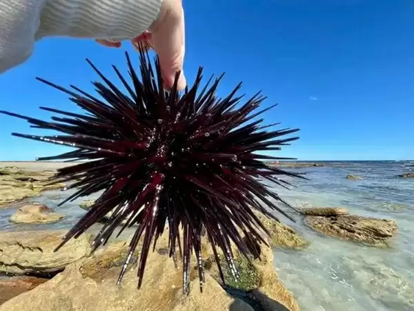 全身都是肉还没有肌间刺 蛇为何进化到如此适合人类食用