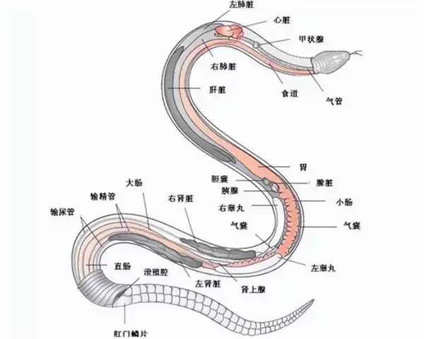 全身都是肉还没有肌间刺 蛇为何进化到如此适合人类食用