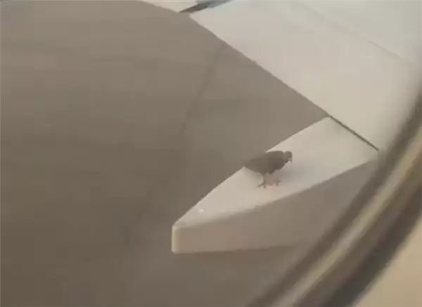 白云机场一飞机起飞前机翼惊现小鸟 官方：停靠一会儿就飞走了