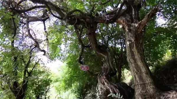树龄达416年!西藏发现高海拔地区已知寿命最长野生葡萄树