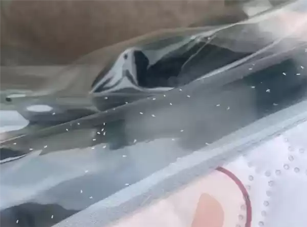 河南多地遭“小白虫”侵袭：成群飞虫影响市民出行