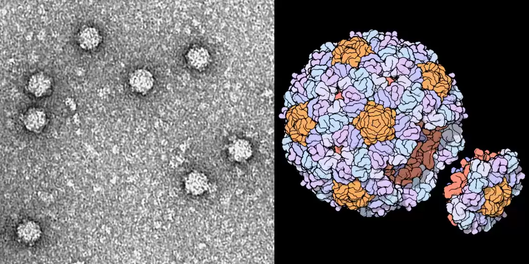 ΦX174噬菌体结构