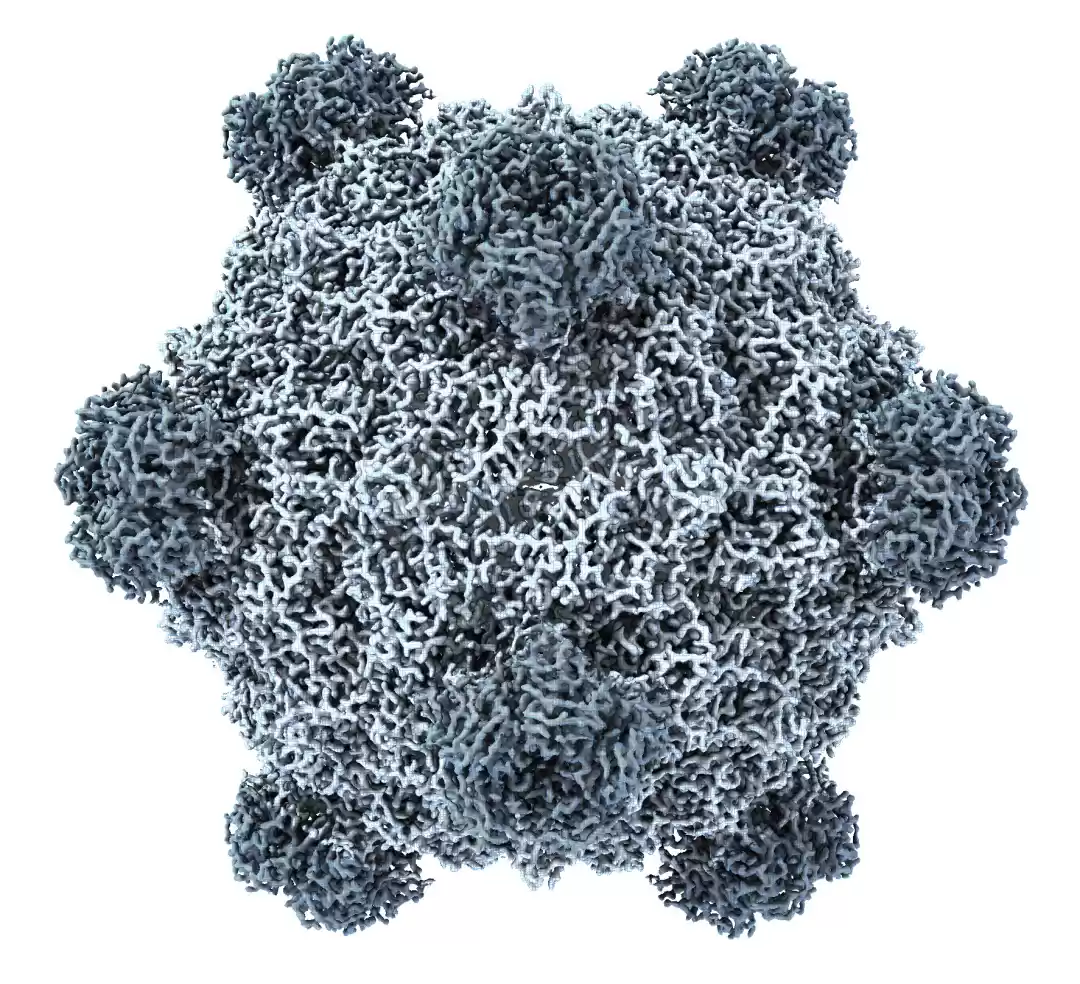 AI基因组设计流程