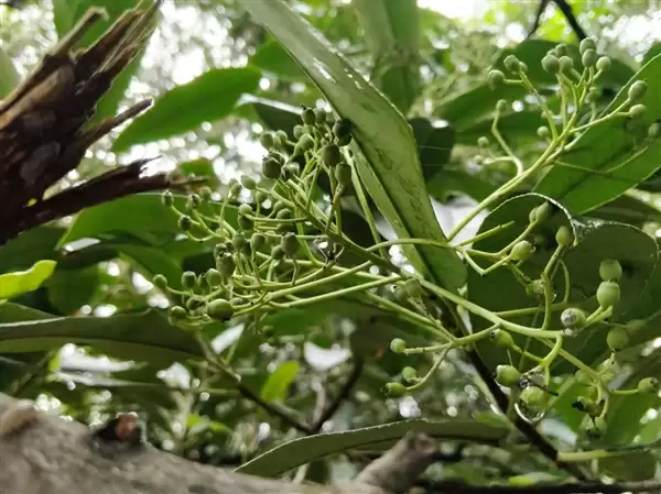 “耐用战神”再进化!OPPO A6 Pro评测:7000mAh + 三重防水够抗打