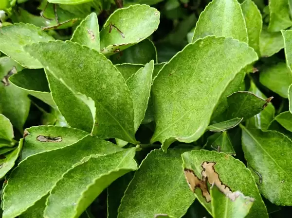 “耐用战神”再进化!OPPO A6 Pro评测:7000mAh + 三重防水够抗打