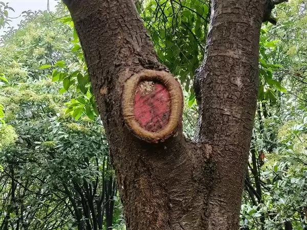 “耐用战神”再进化!OPPO A6 Pro评测:7000mAh + 三重防水够抗打