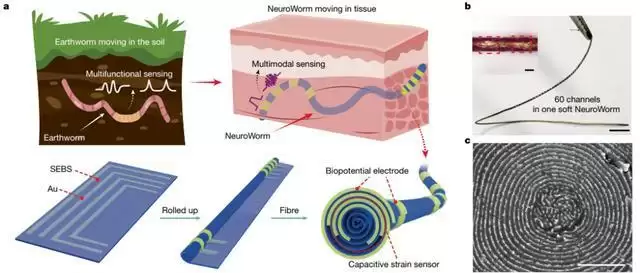 神经蠕虫电极工作示意图