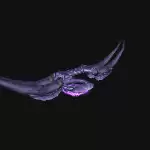 灵弦长弓效果展示