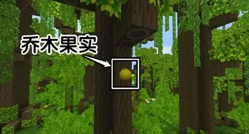 雨林乔木结果实