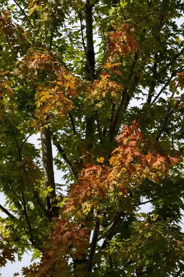 佳能EOS R7微单相机