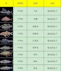 剑星钓鱼全攻略：玩法详解与技巧指南