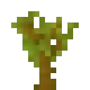 金合欢树苗使用方式