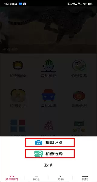 拍照识花神器app识别植物方法