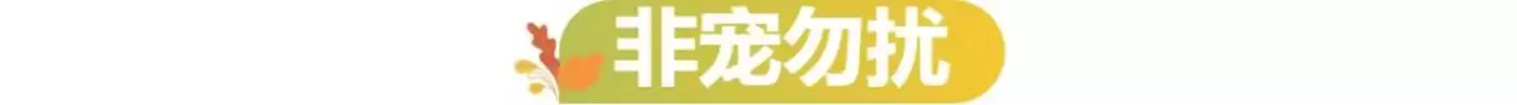 宠物相亲现场
