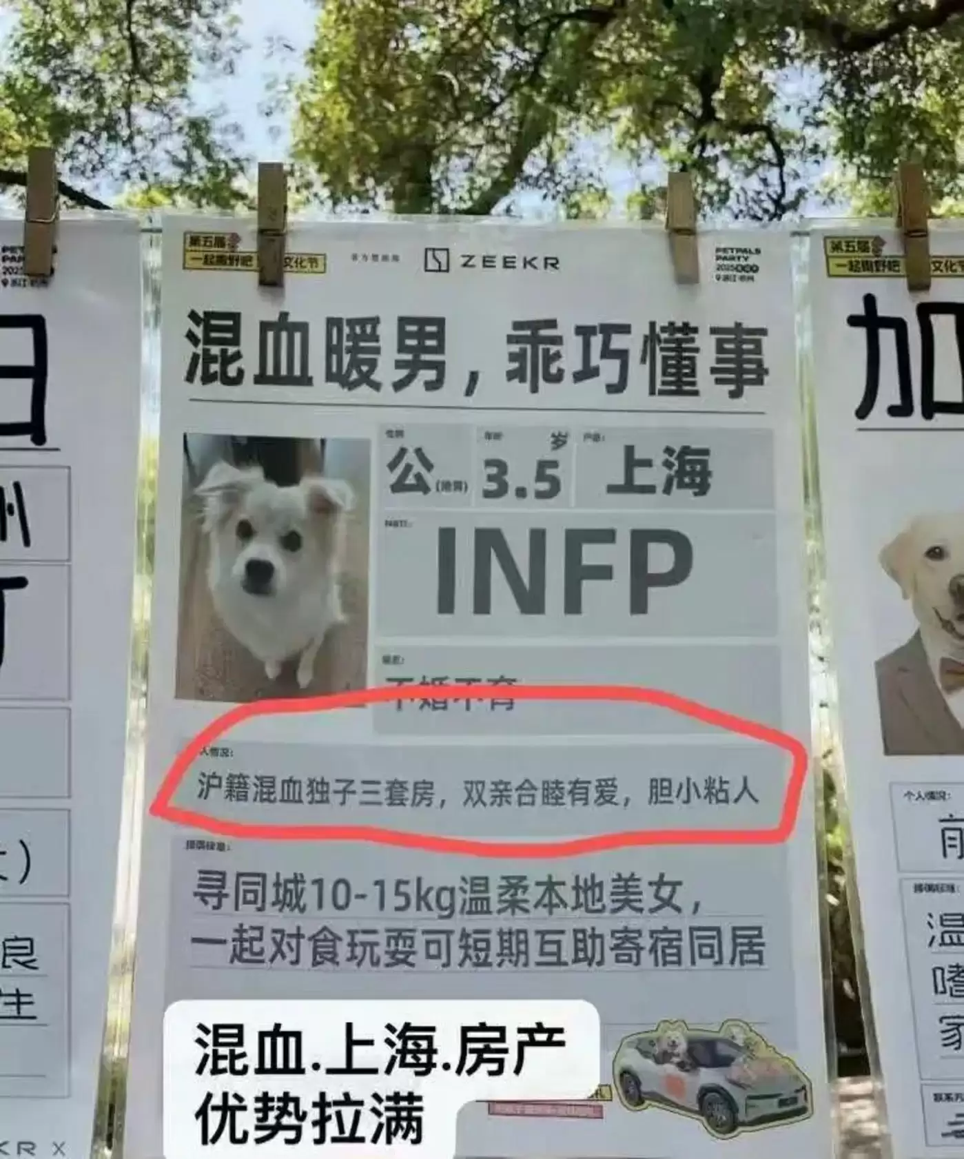 宠物婚礼现场
