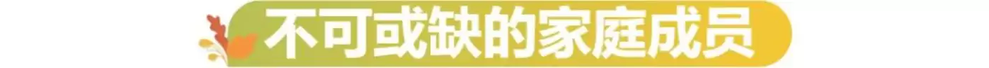 宠物陪伴场景