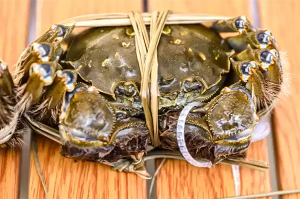 开湖!第一篓阳澄湖大闸蟹由顺丰无人机捞起