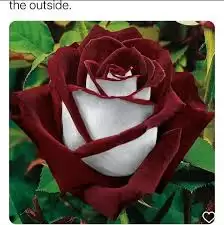 差不多高手玫瑰