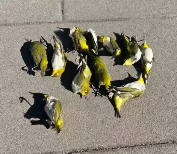 玻璃幕墙成候鸟迁徙隐形杀手