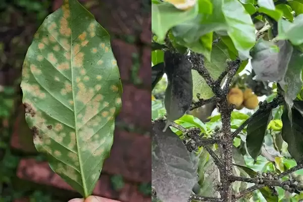 打工人的续命水 快要喝不起了