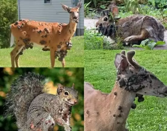 美国出现异常鹿群