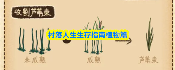 部落生存必知：重要植物种类全解析