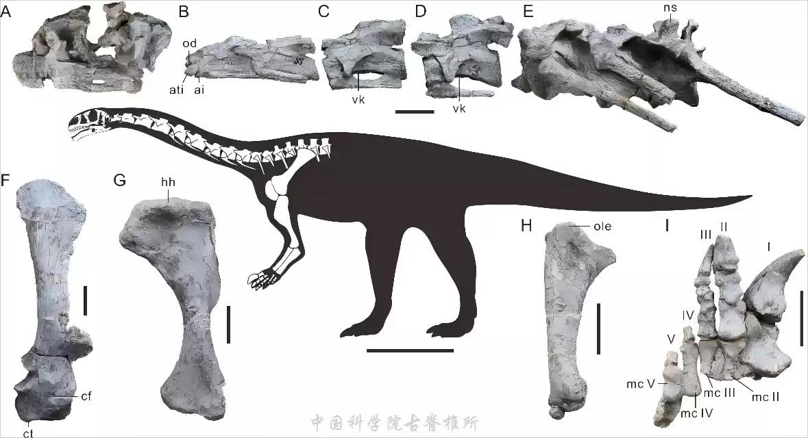 云南发现东亚最早蜥脚型类恐龙，中国科学院命名为吴氏武定龙