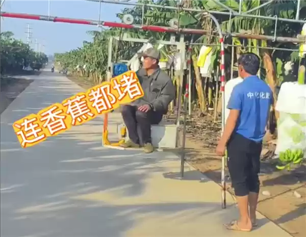 堵船堵骆驼堵香蕉