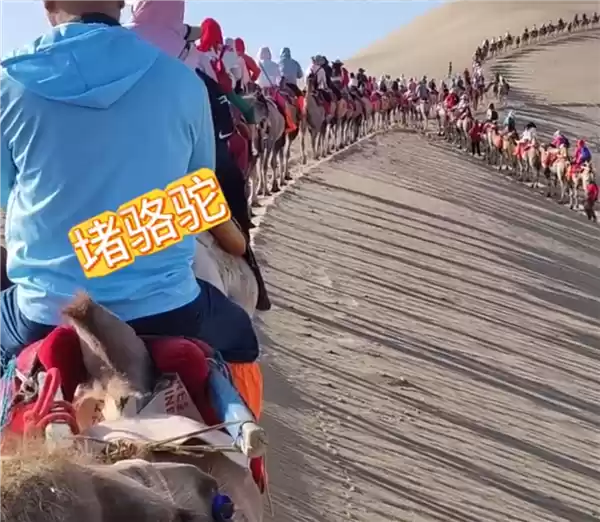 堵船堵骆驼堵香蕉