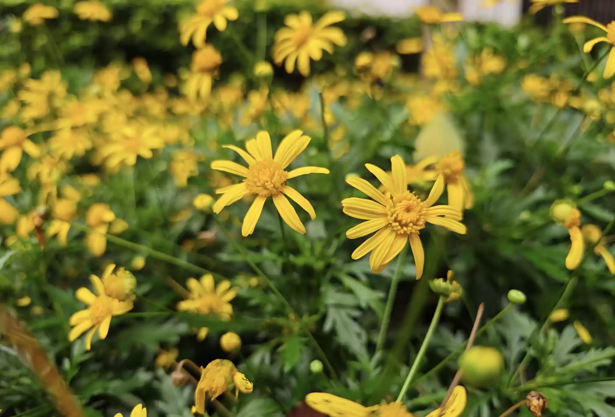 Wec h a tIMG1682.webp