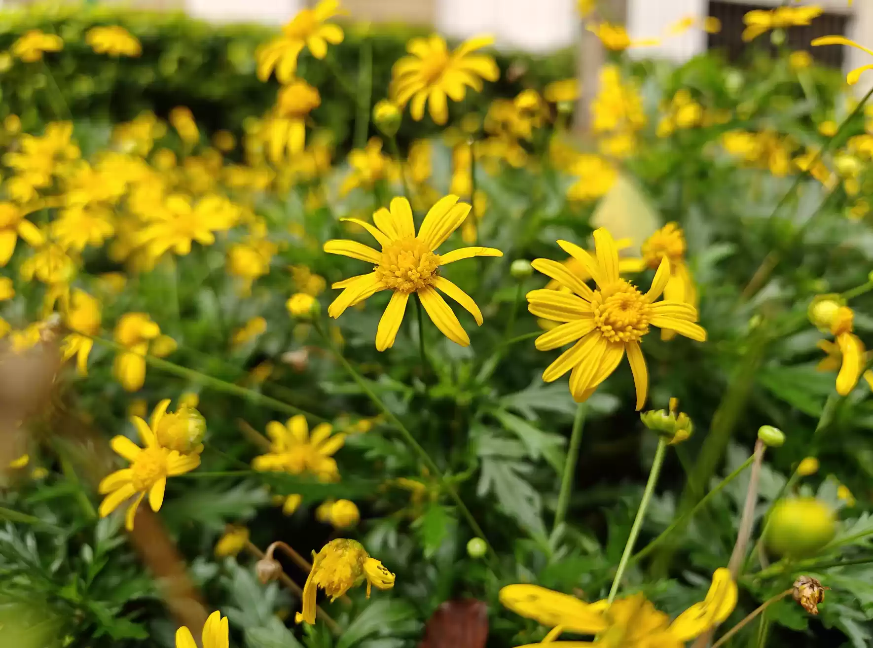 Wec h a tIMG1681.webp