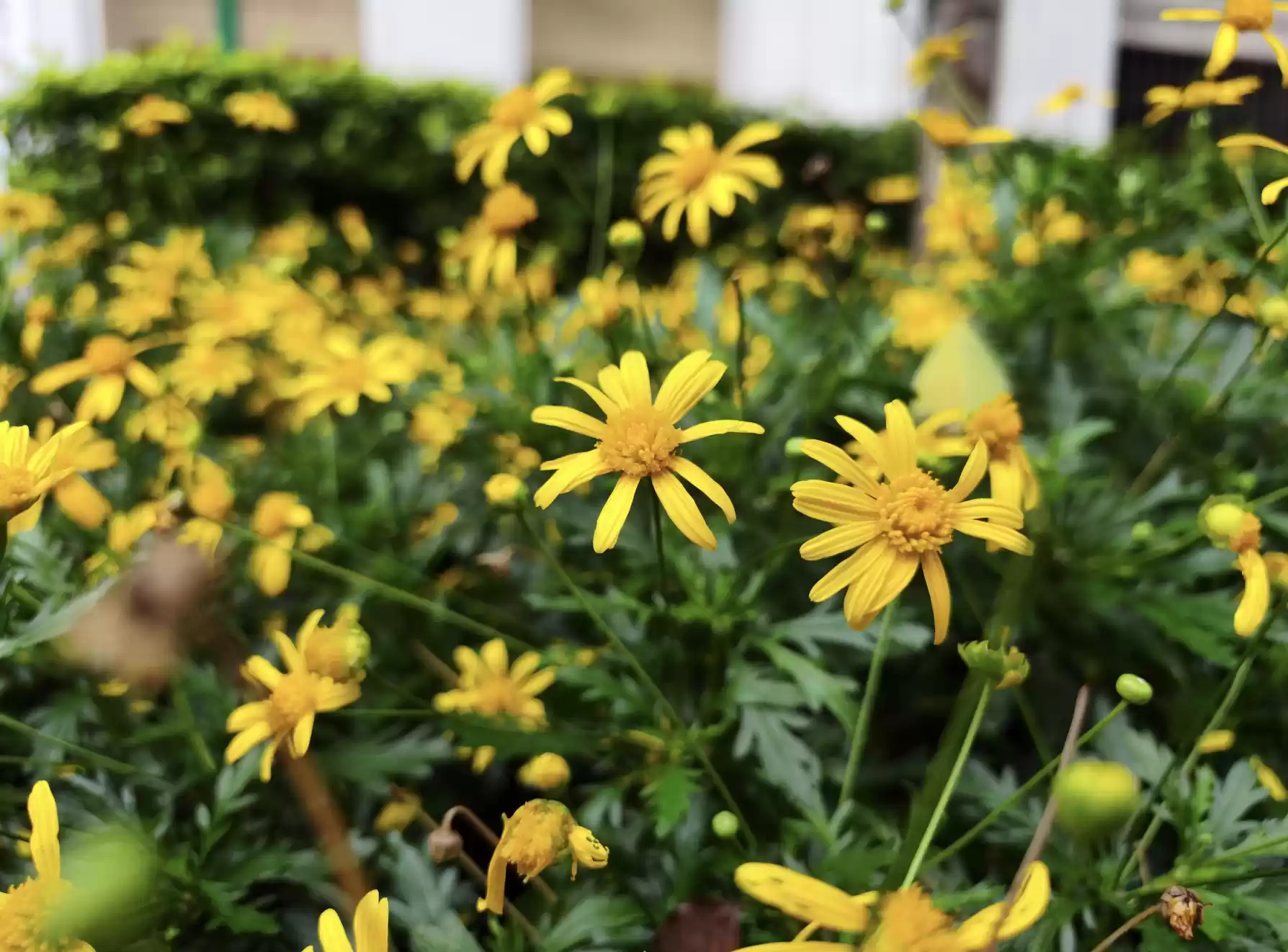 Wec h a tIMG1683.webp