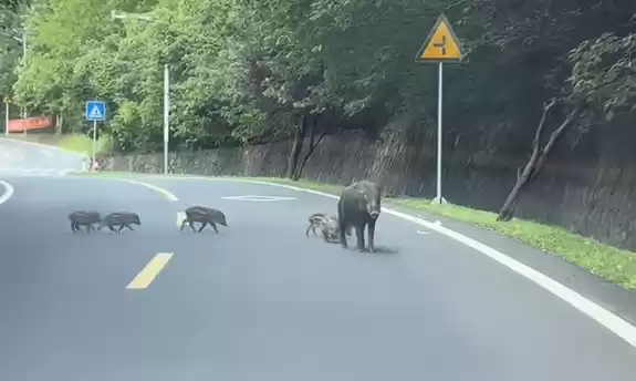 男子时速105公里撞上横穿高速野猪群：一下子灭掉5头