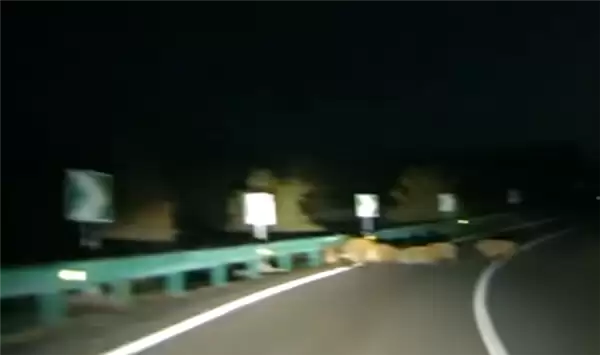 男子时速105公里撞上横穿高速野猪群：一下子灭掉5头