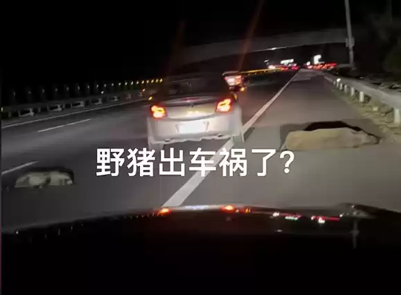男子时速105公里撞上横穿高速野猪群：一下子灭掉5头