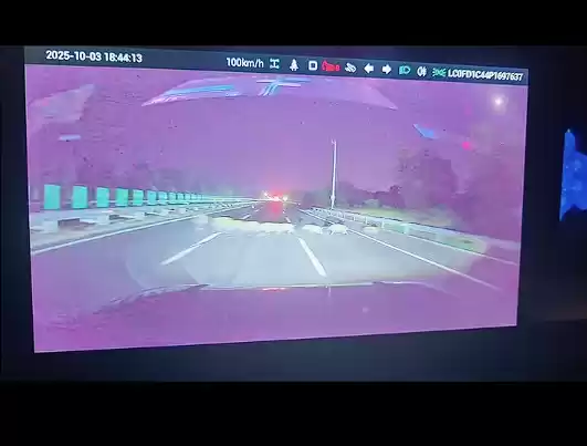 男子时速105公里撞上横穿高速野猪群：一下子灭掉5头