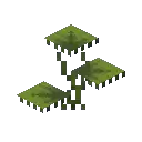 小型垂滴叶生态图示