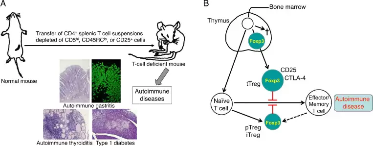 调节性T细胞工作原理