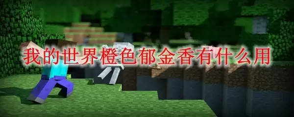 橙色郁金香应用场景