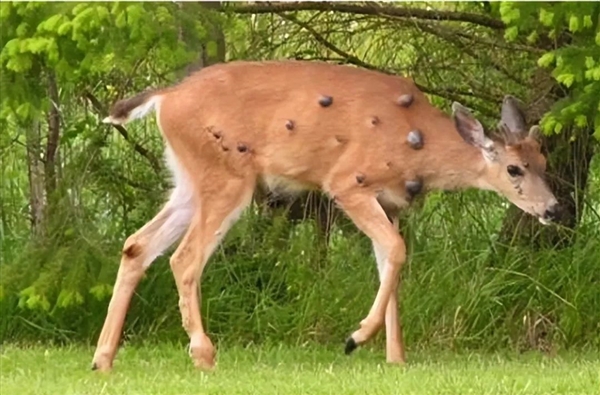 \