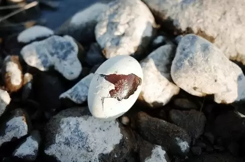 尼康影像与摄影大赛 2024-2025获奖作品揭晓