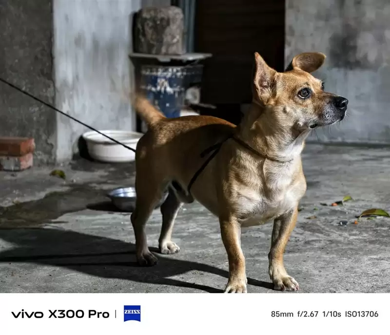 史上最强的影像旗舰！vivo X300 Pro评测：越级挑战的全能神机