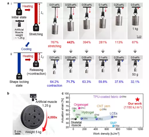 科学家研发新型人造肌肉：可软可硬可伸展，能举起 4000 倍自重