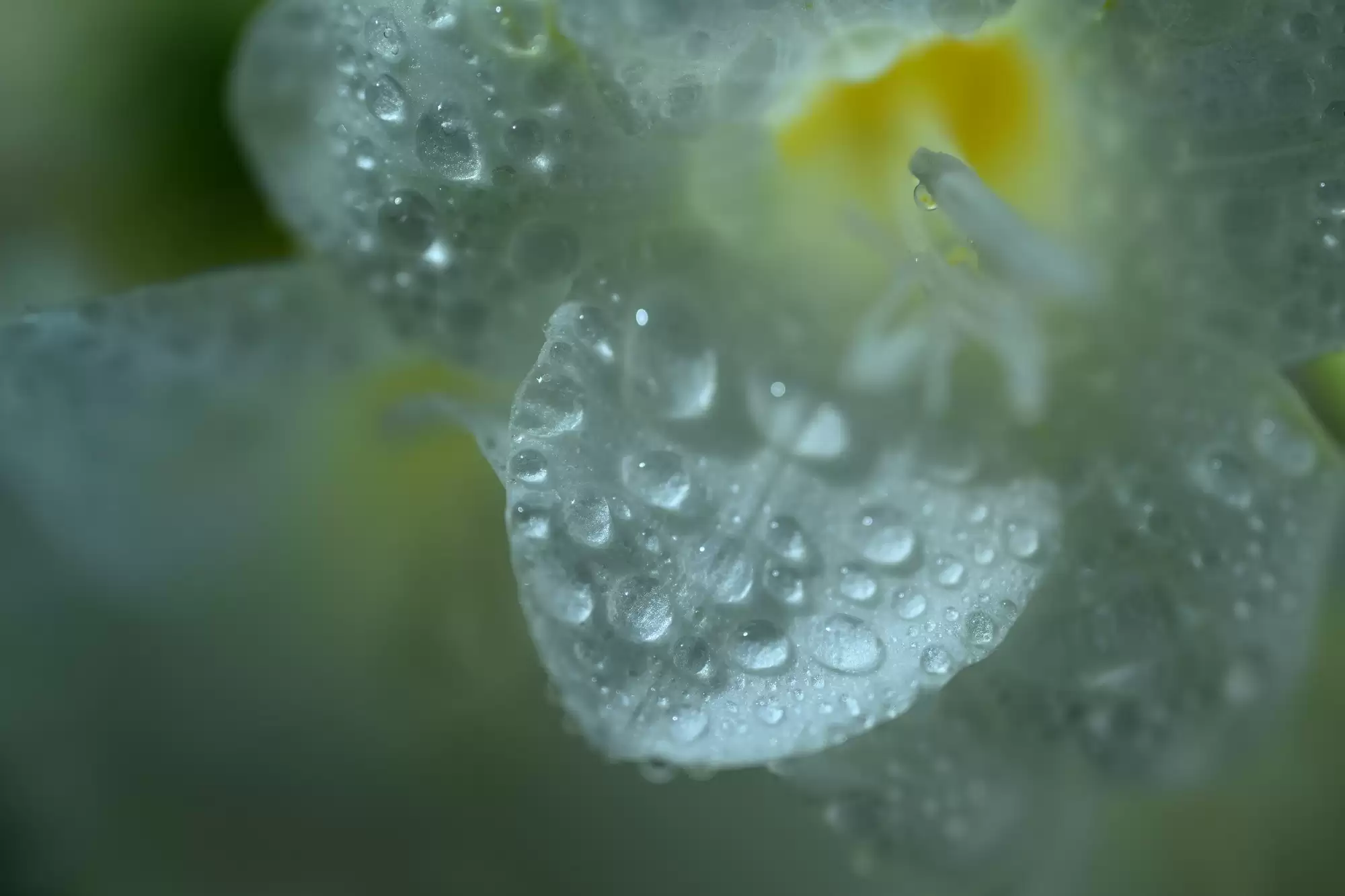 尼康发布尼克尔 Z DX 微距 35mm f/1.7 镜头 支持近距离动态拍摄