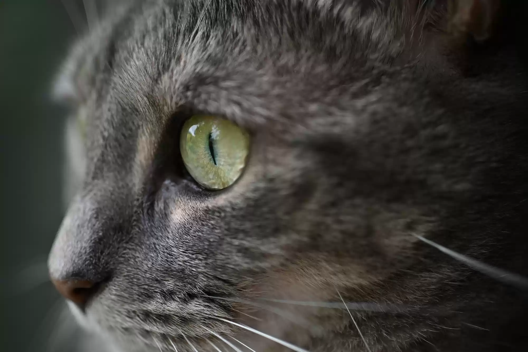 尼康发布尼克尔 Z DX 微距 35mm f/1.7 镜头 支持近距离动态拍摄